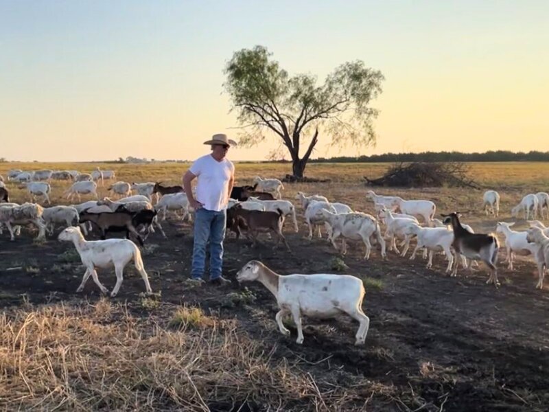 Central Texas Lamb