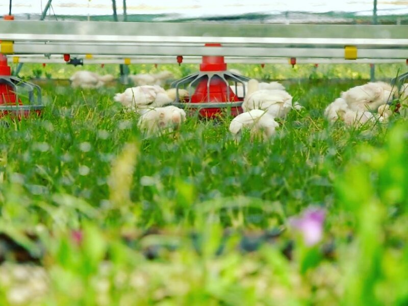 Greener Pastures Chicken