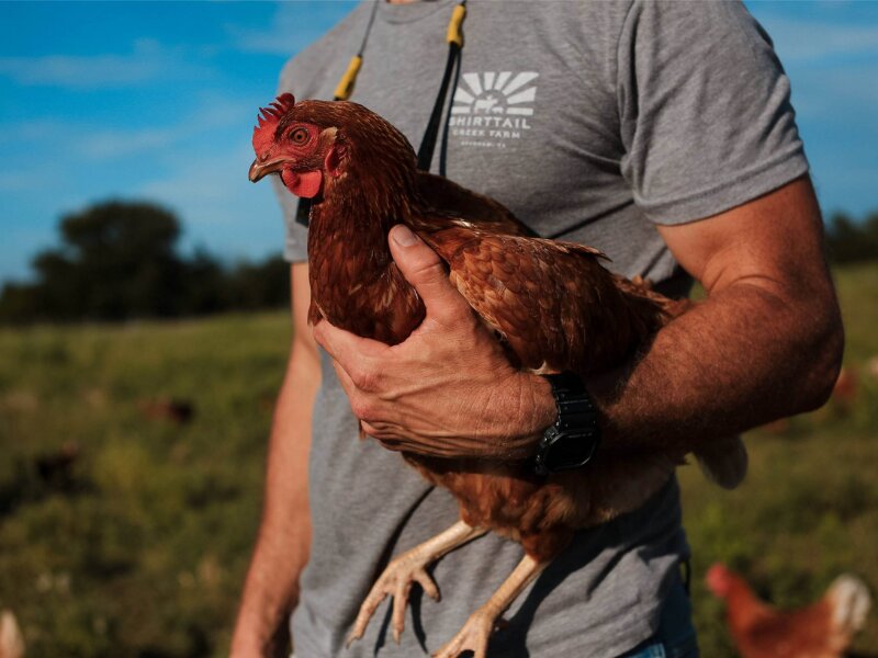 Shirttail Creek Farm