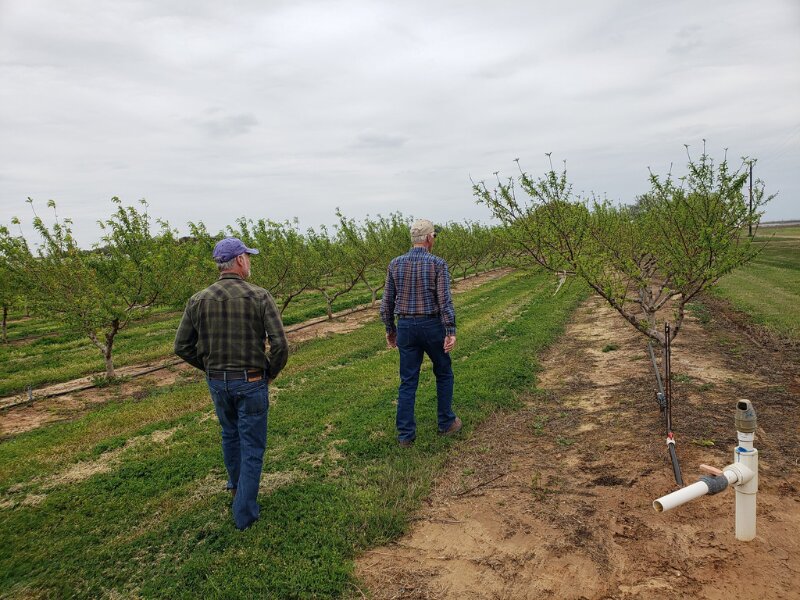 Texas Farm Patch